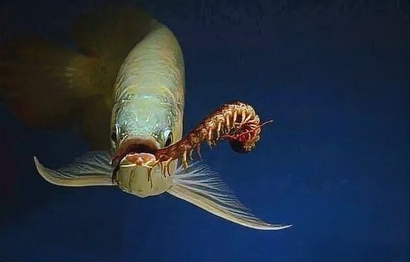 詳細閱讀:龍魚吃蜈蚣會增色嗎?(龍魚吃蜈蚣會發(fā)色嗎?) 龍魚吃蜈蚣會增色嗎?(龍魚吃蜈蚣會發(fā)色嗎?)